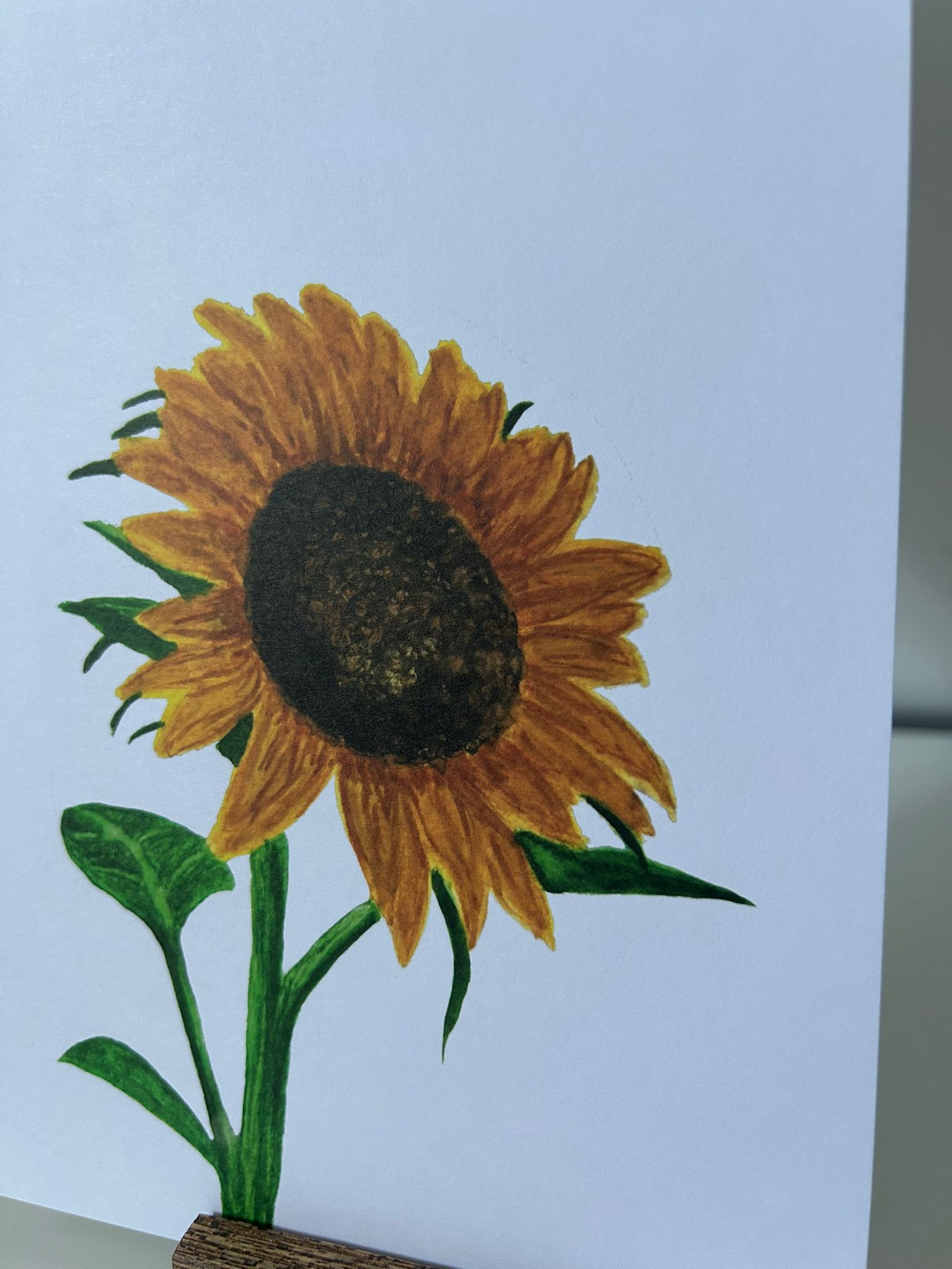 XL zonnebloem